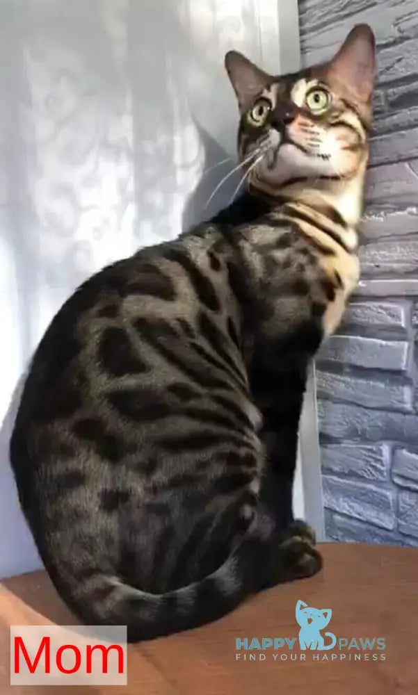 Donald Bengal male black amber spotted tabby live animals