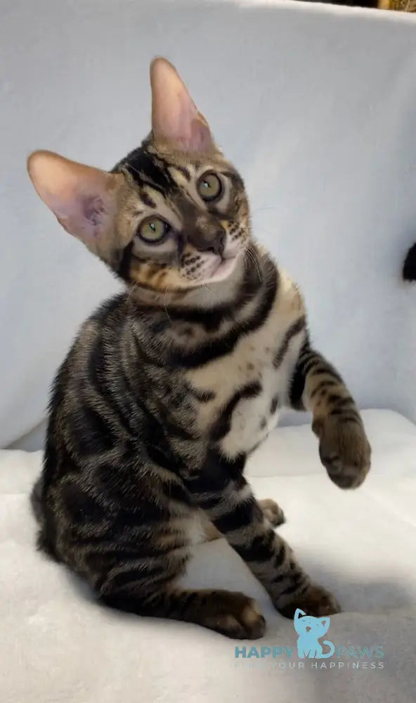 Donald Bengal male black amber spotted tabby live animals