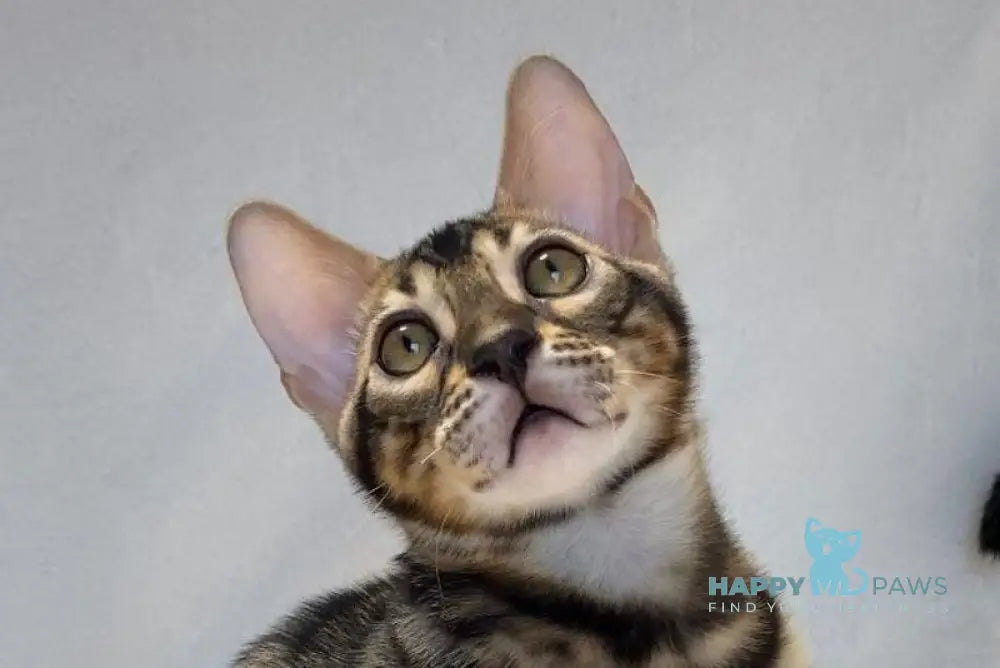 Donald Bengal male black amber spotted tabby live animals