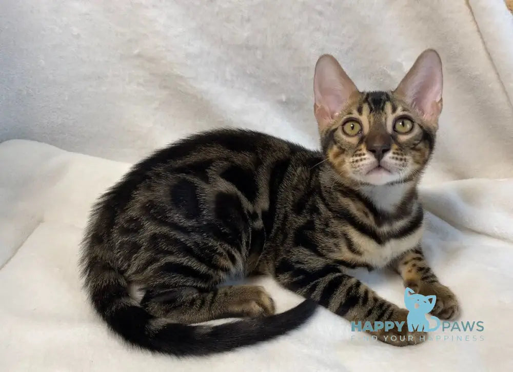 Donald Bengal male black amber spotted tabby live animals