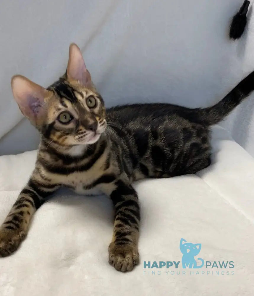 Donald Bengal male black amber spotted tabby live animals