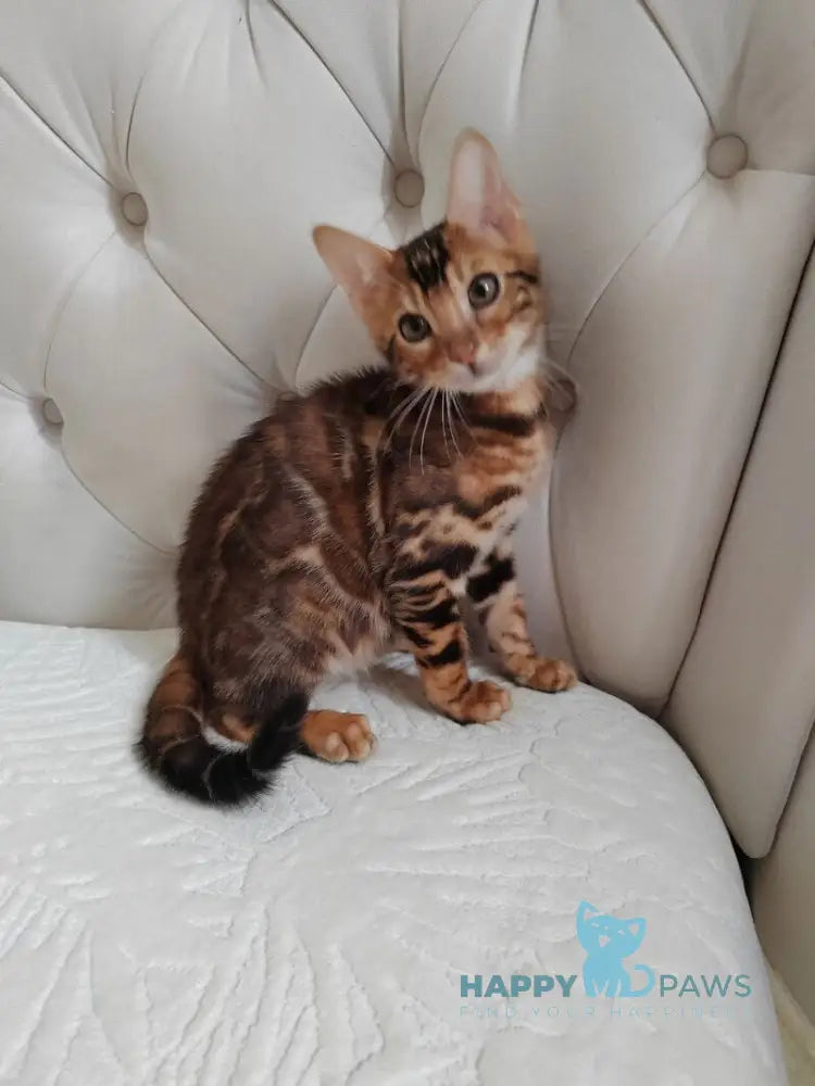 Donald Bengal male brown spotted tabby live animals