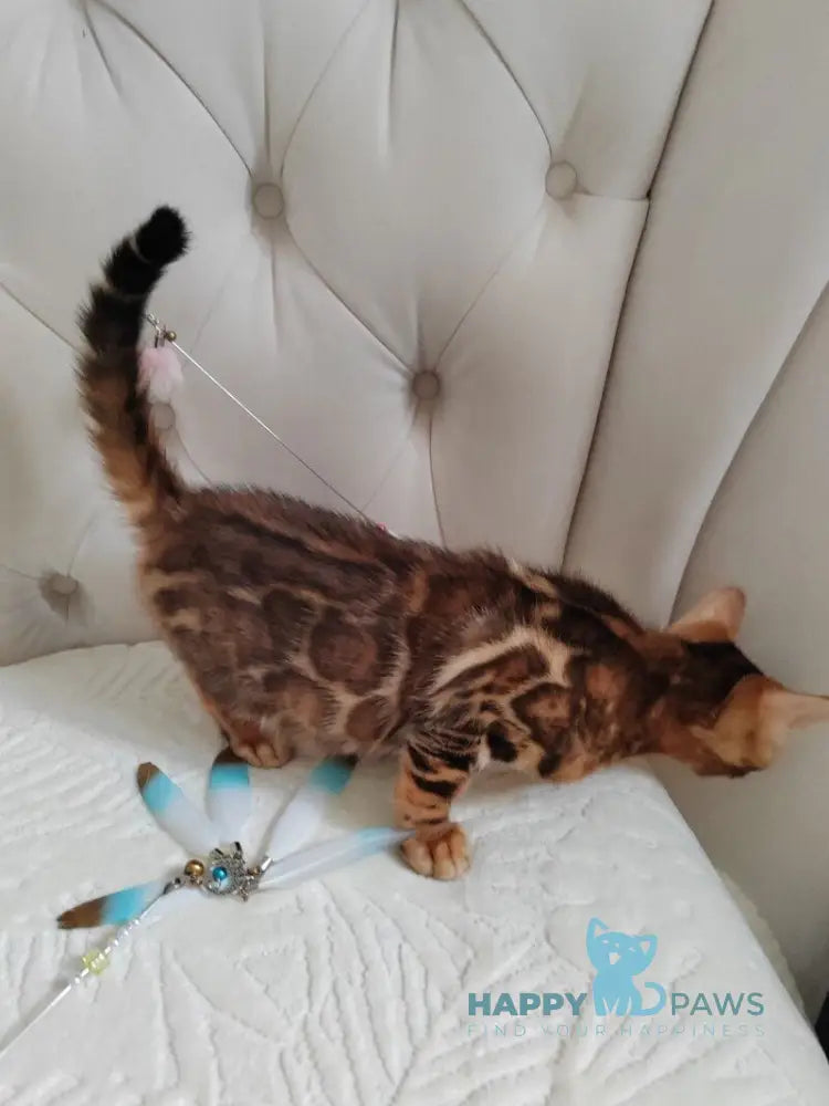 Donald Bengal male brown spotted tabby live animals