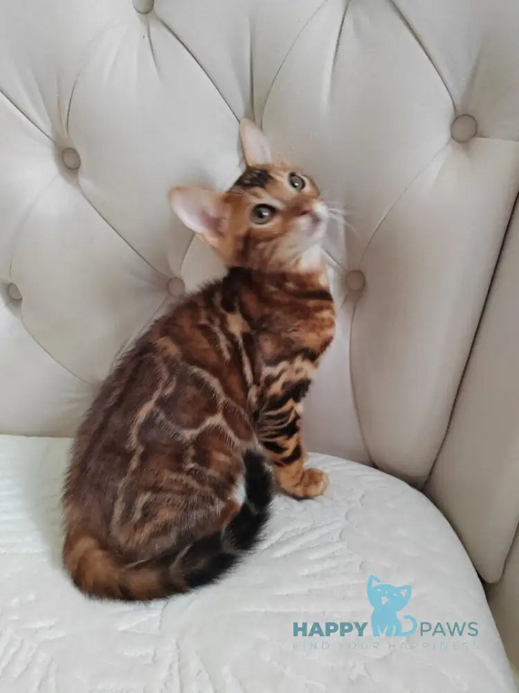 Donald Bengal male brown spotted tabby live animals