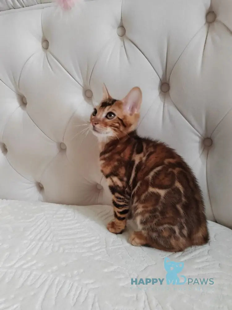 Donald Bengal male brown spotted tabby live animals