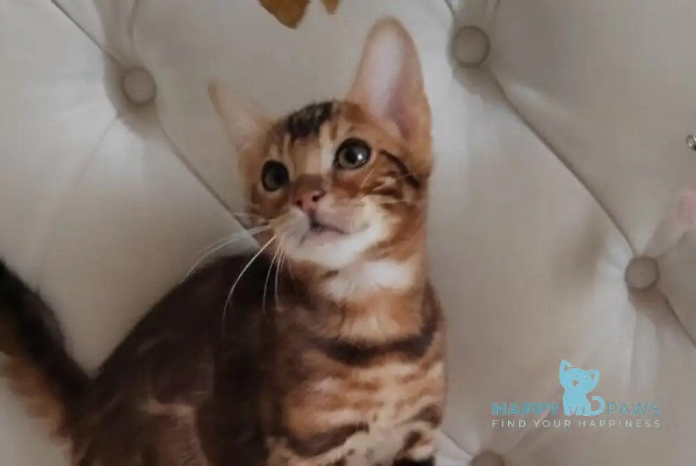 Donald Bengal male brown spotted tabby live animals