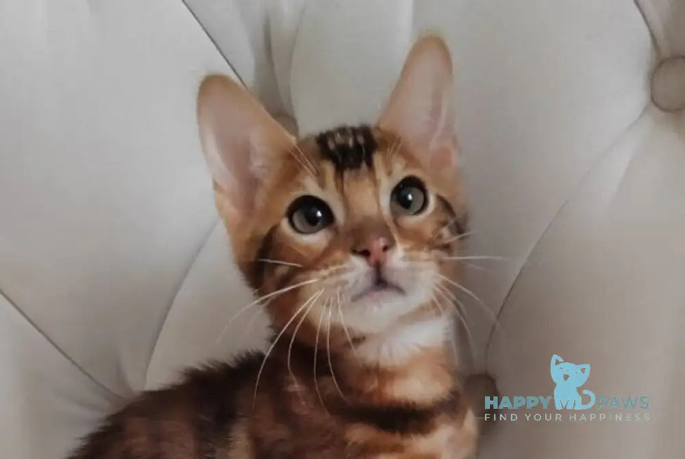 Donald Bengal male brown spotted tabby live animals