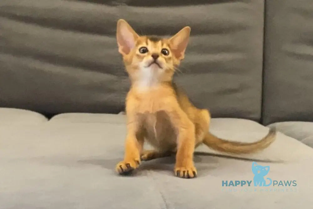 Donna Abyssinian female blue live animals