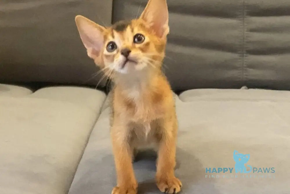Donna Abyssinian female blue live animals