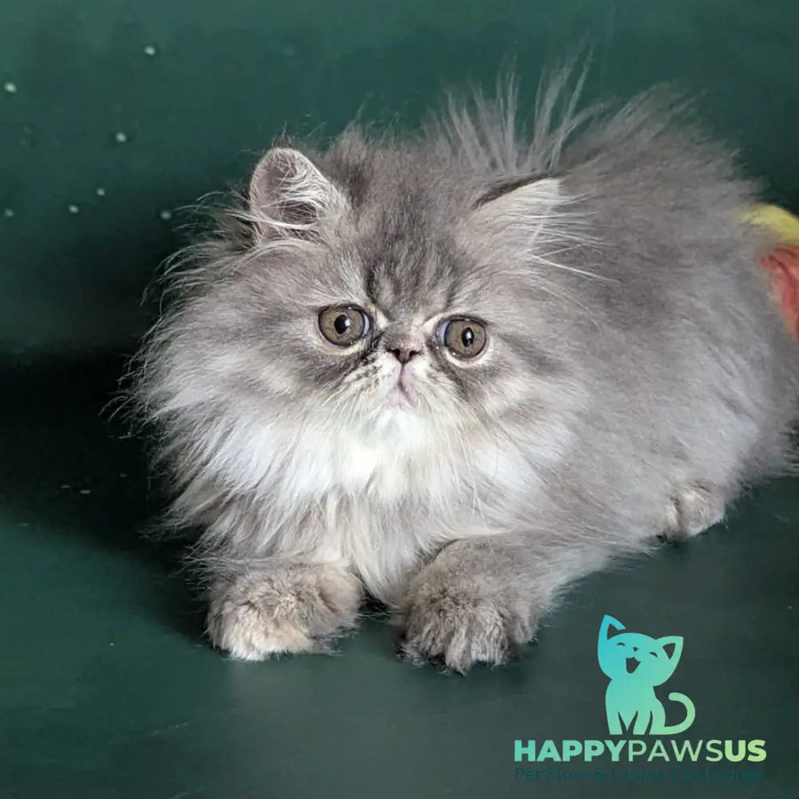 Donya Persian female blue tortie - live animals