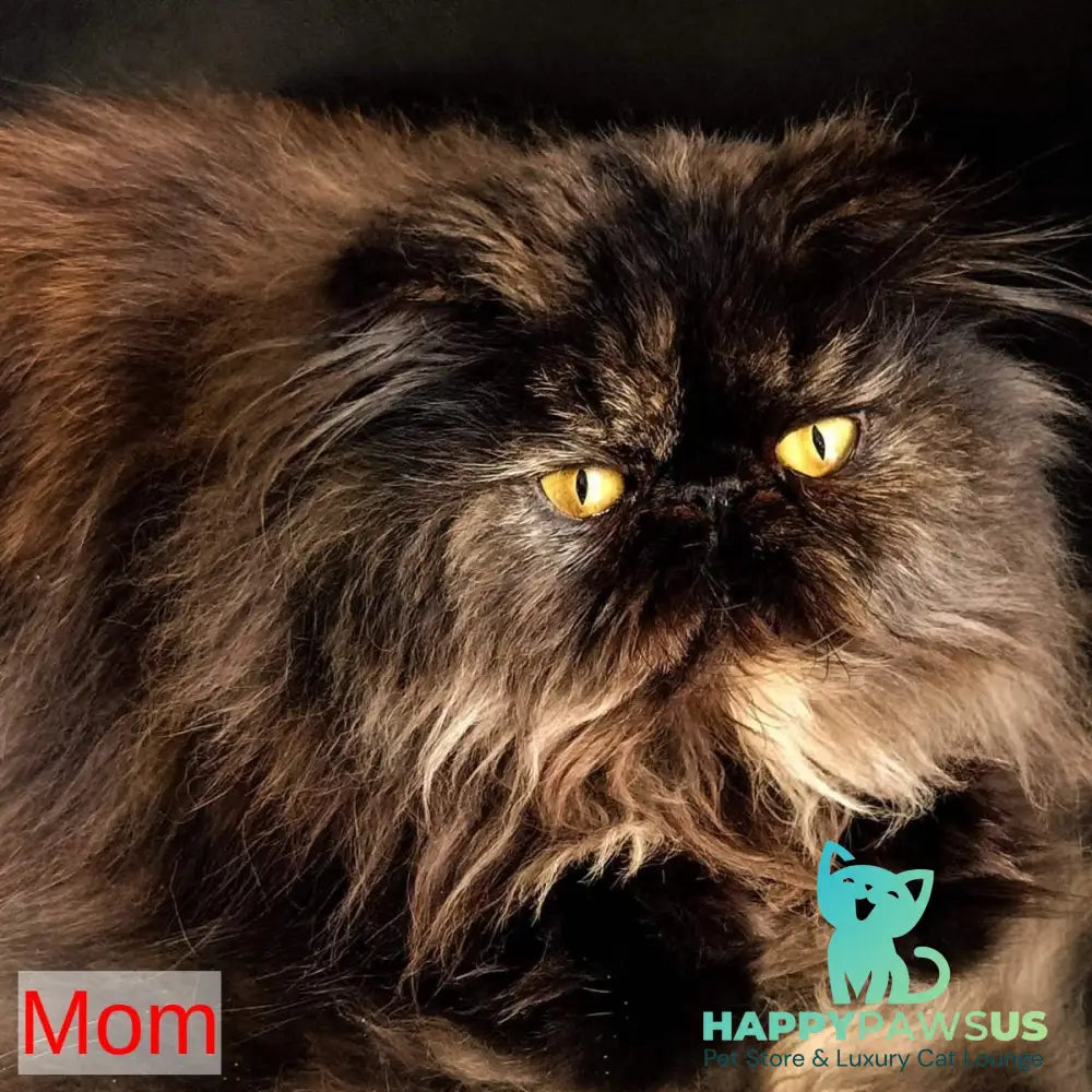 Donya Persian female blue tortie - live animals