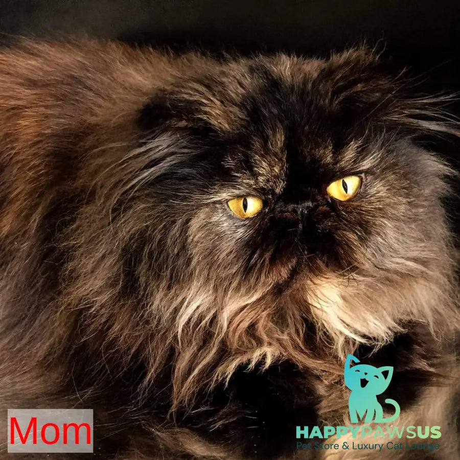 Donya Persian female blue tortie - live animals