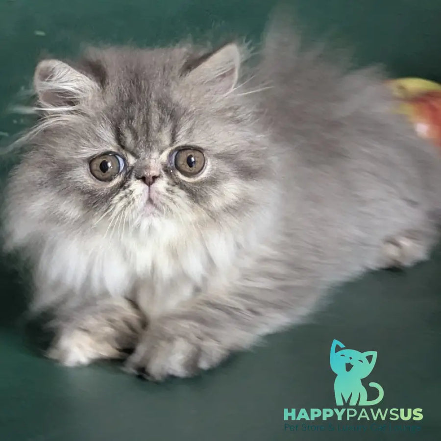 Donya Persian female blue tortie - live animals