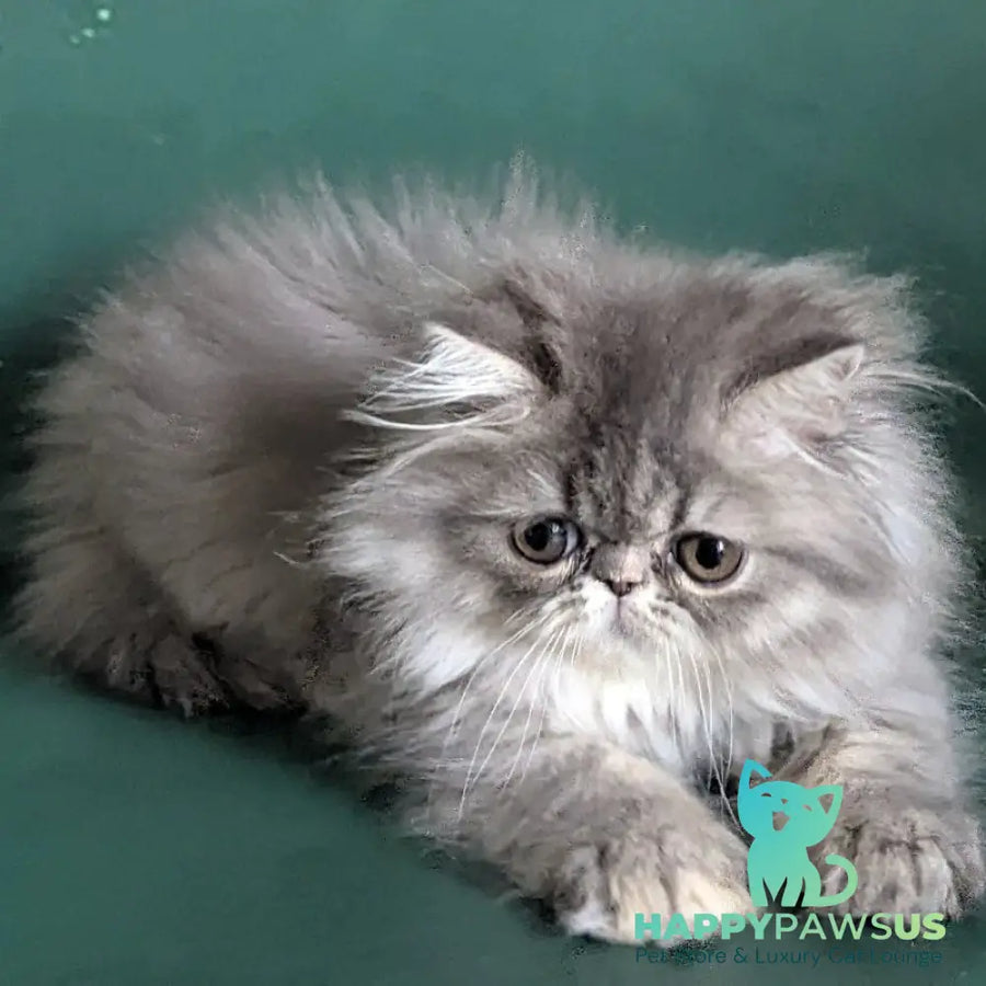 Donya Persian female blue tortie - live animals