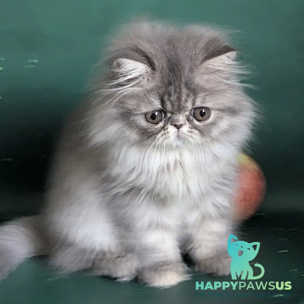 Donya Persian female blue tortie - live animals