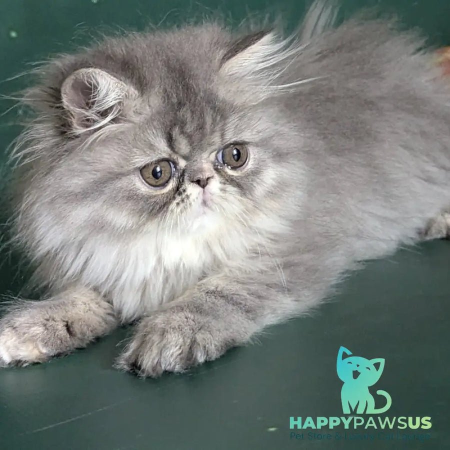 Donya Persian female blue tortie - live animals