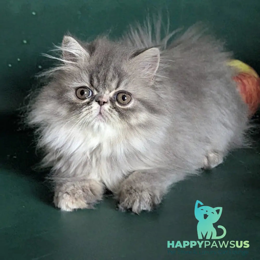 Donya Persian female blue tortie - live animals