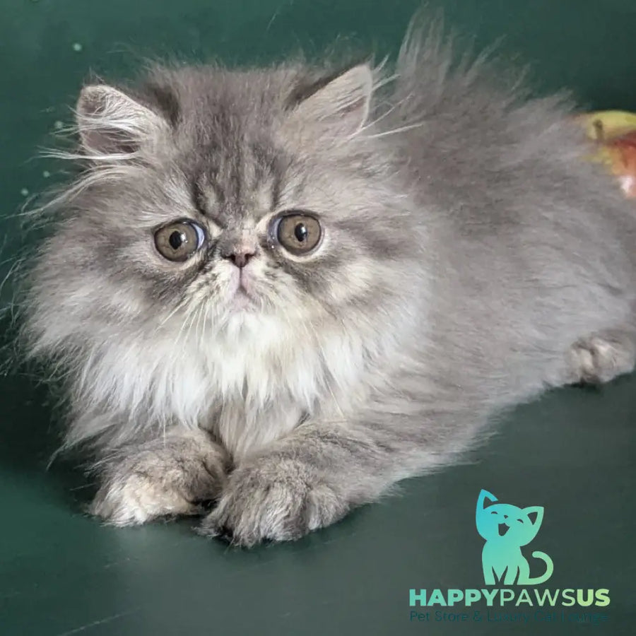 Donya Persian female blue tortie - live animals