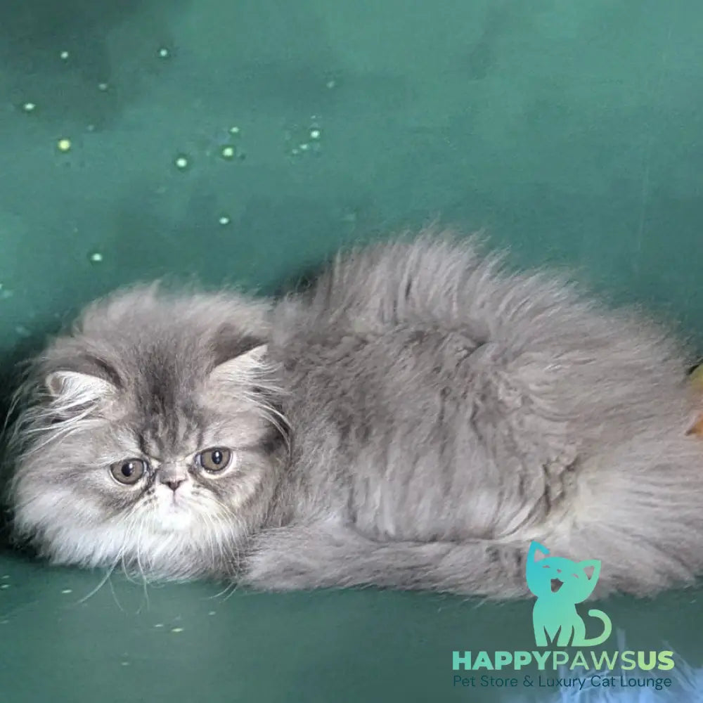 Donya Persian female blue tortie - live animals