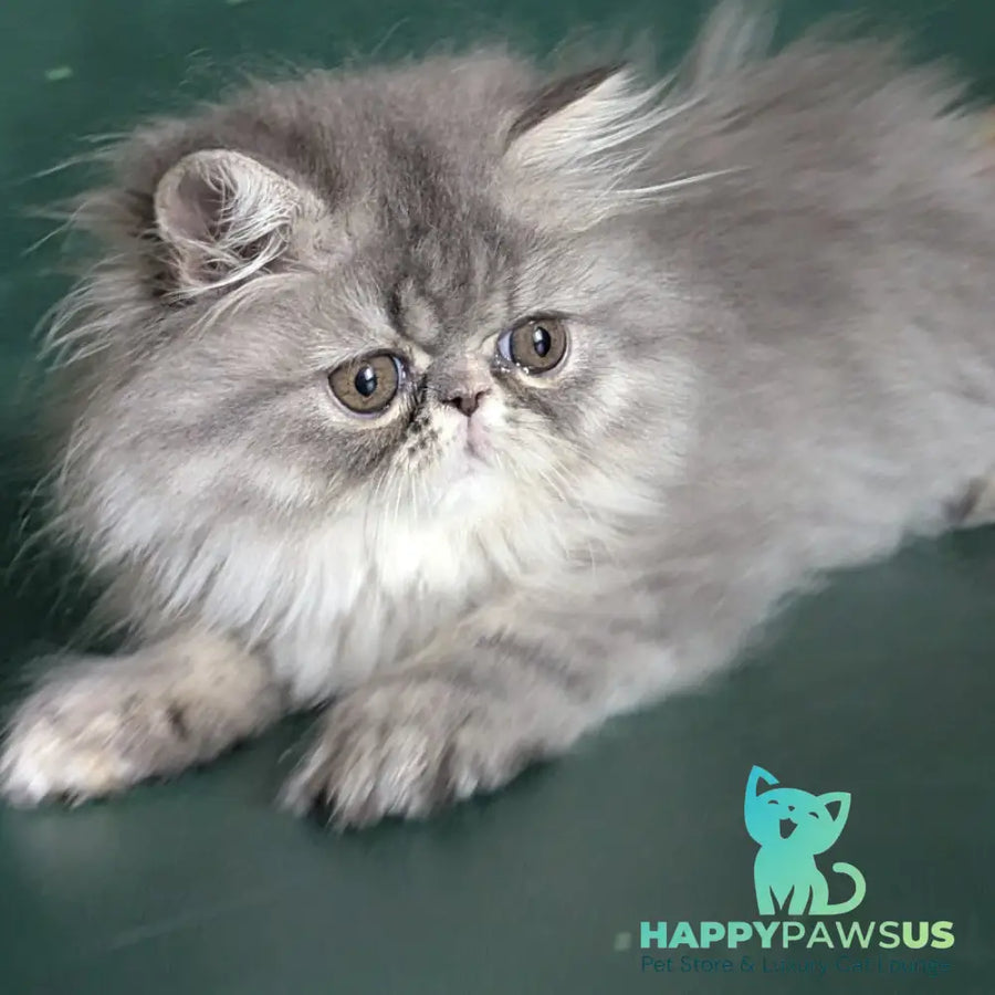 Donya Persian female blue tortie - live animals