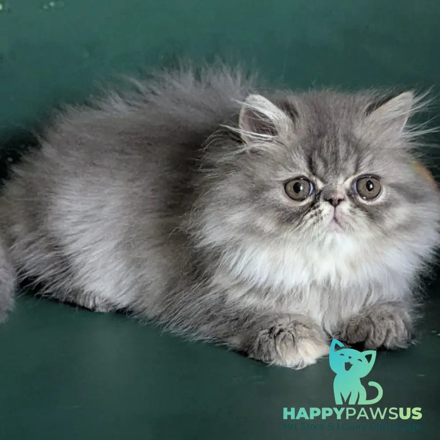 Donya Persian female blue tortie - live animals