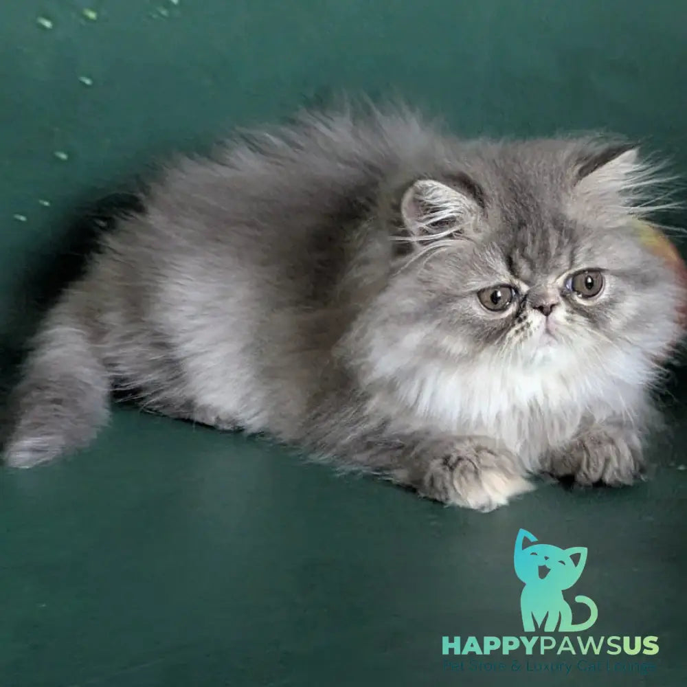 Donya Persian female blue tortie - live animals