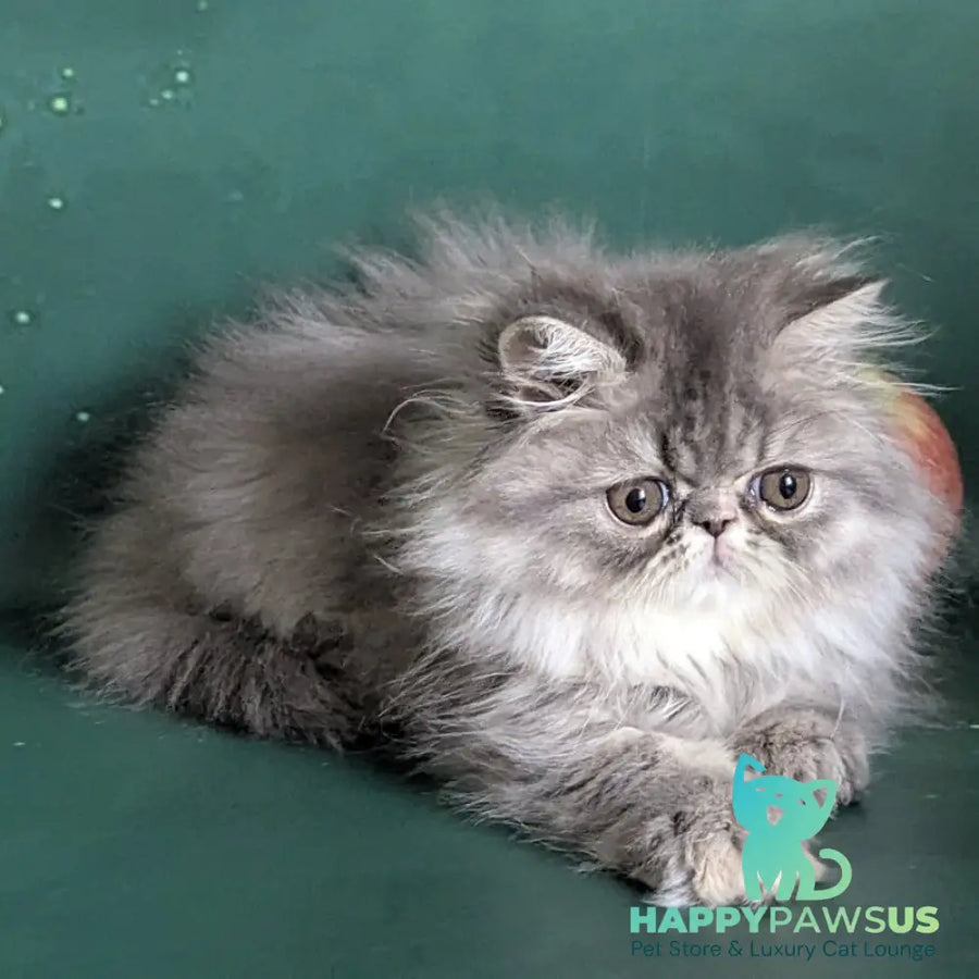 Donya Persian female blue tortie - live animals