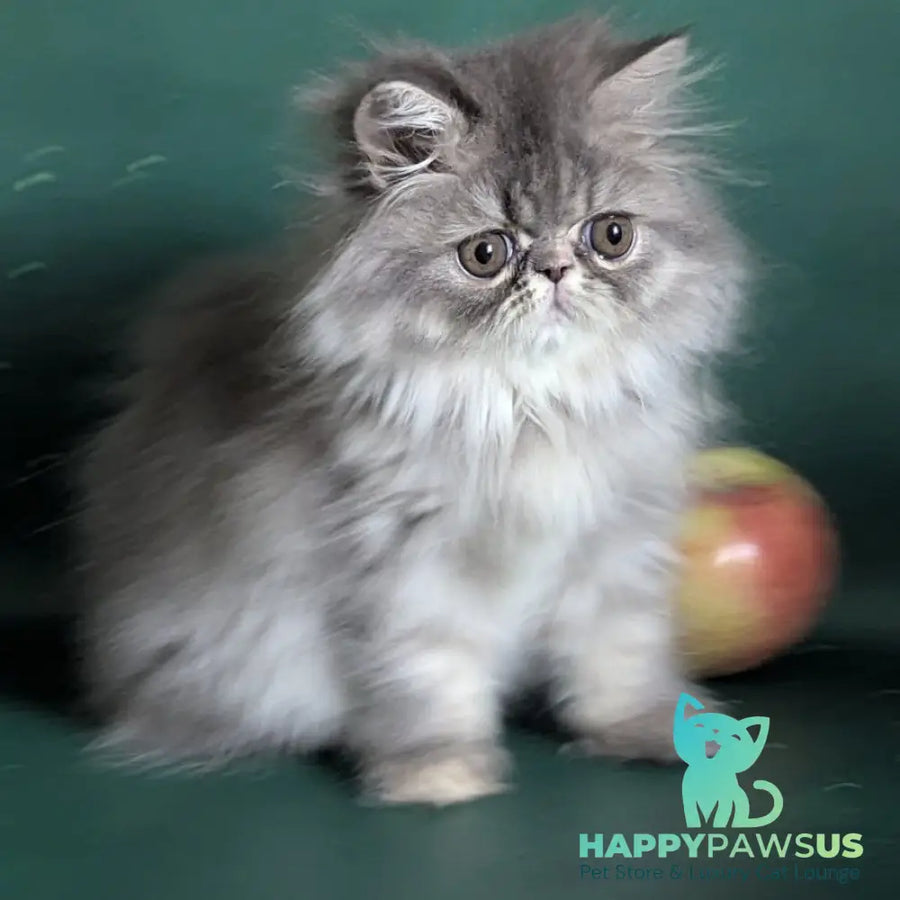 Donya Persian female blue tortie - live animals