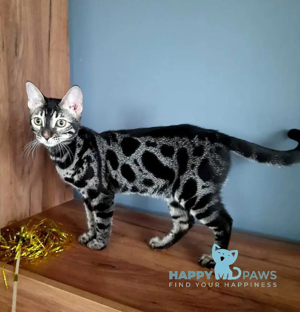 Dora Bengal female black silver spotted tabby live animals