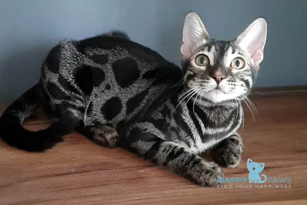 Dora Bengal female black silver spotted tabby live animals