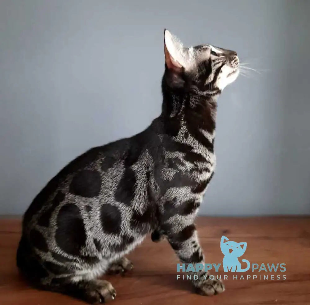 Dora Bengal female black silver spotted tabby live animals