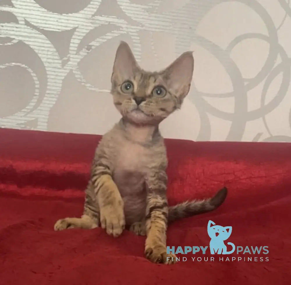 Dora Devon Rex female black tabby live animals