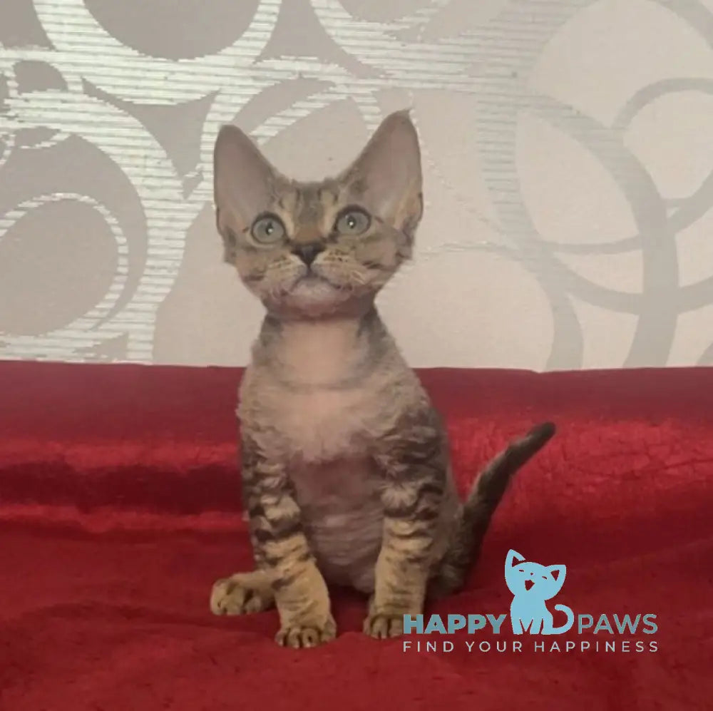 Dora Devon Rex female black tabby live animals