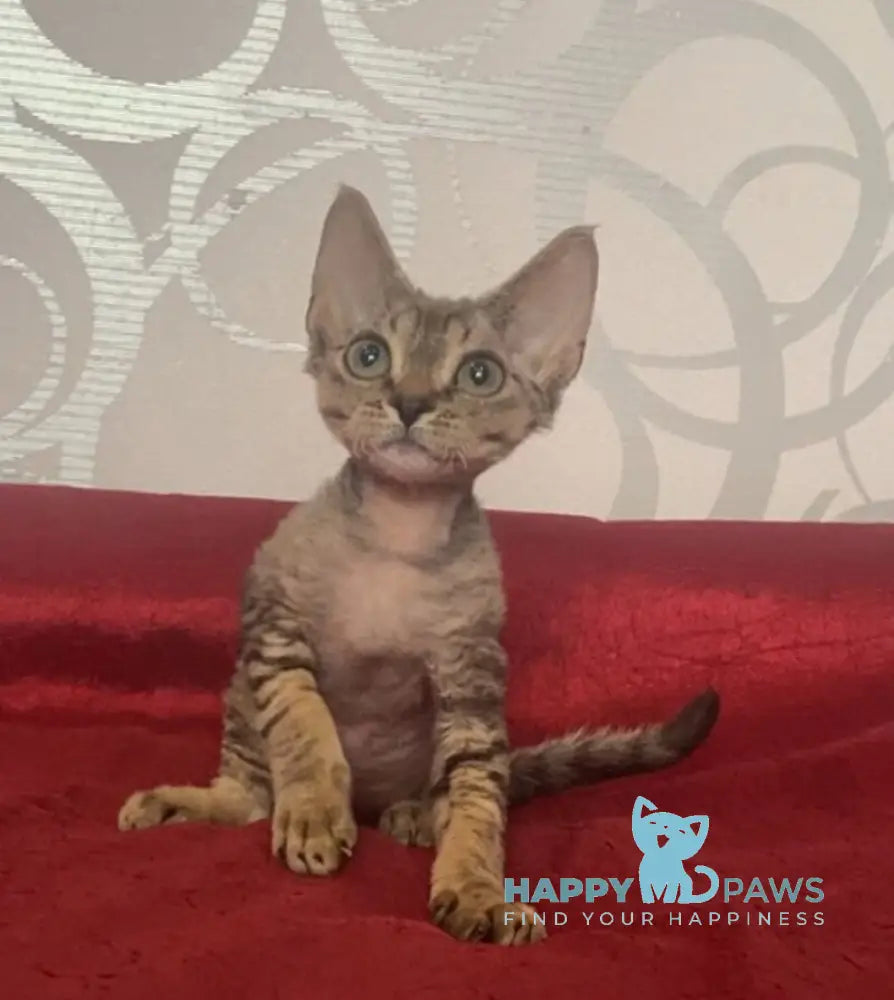 Dora Devon Rex female black tabby live animals
