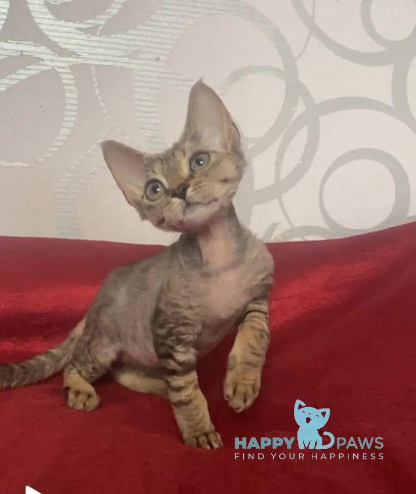 Dora Devon Rex female black tabby live animals