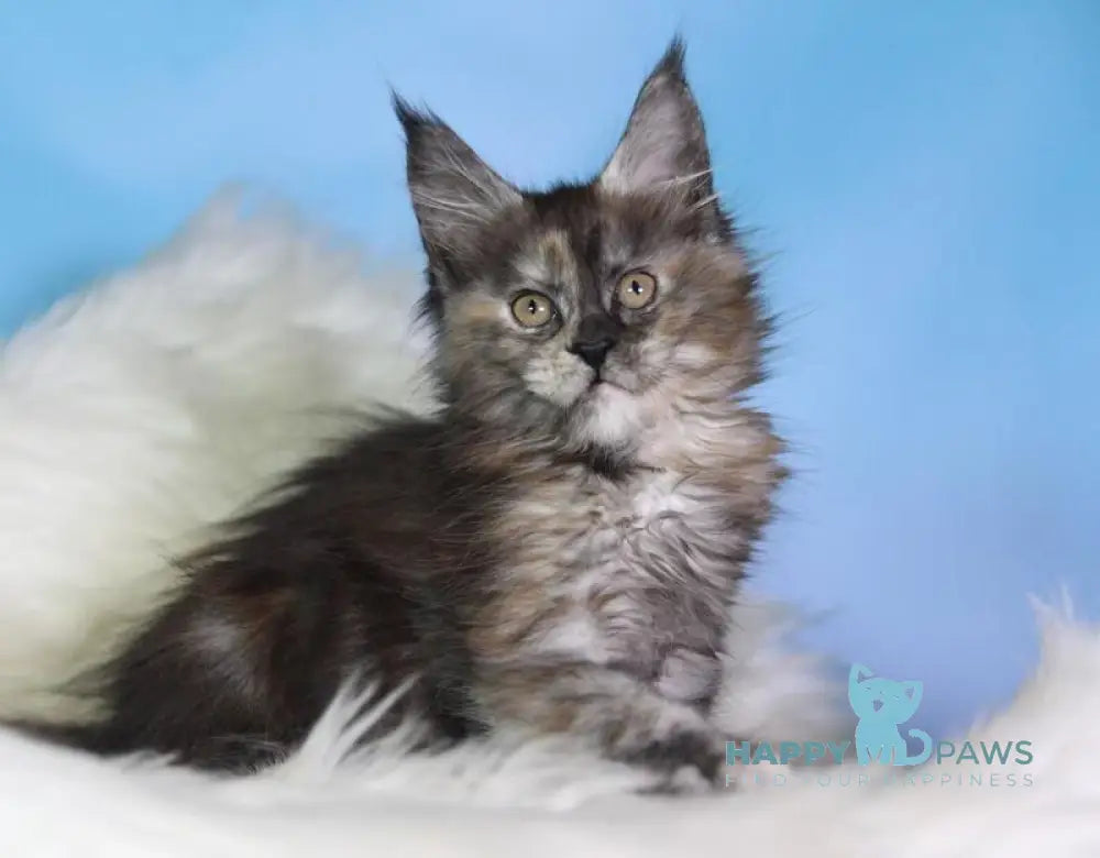 Dora Maine Coon female black tortie silver live animals