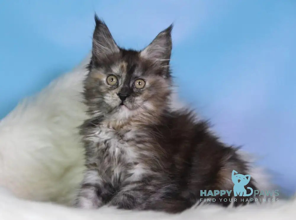 Dora Maine Coon female black tortie silver live animals