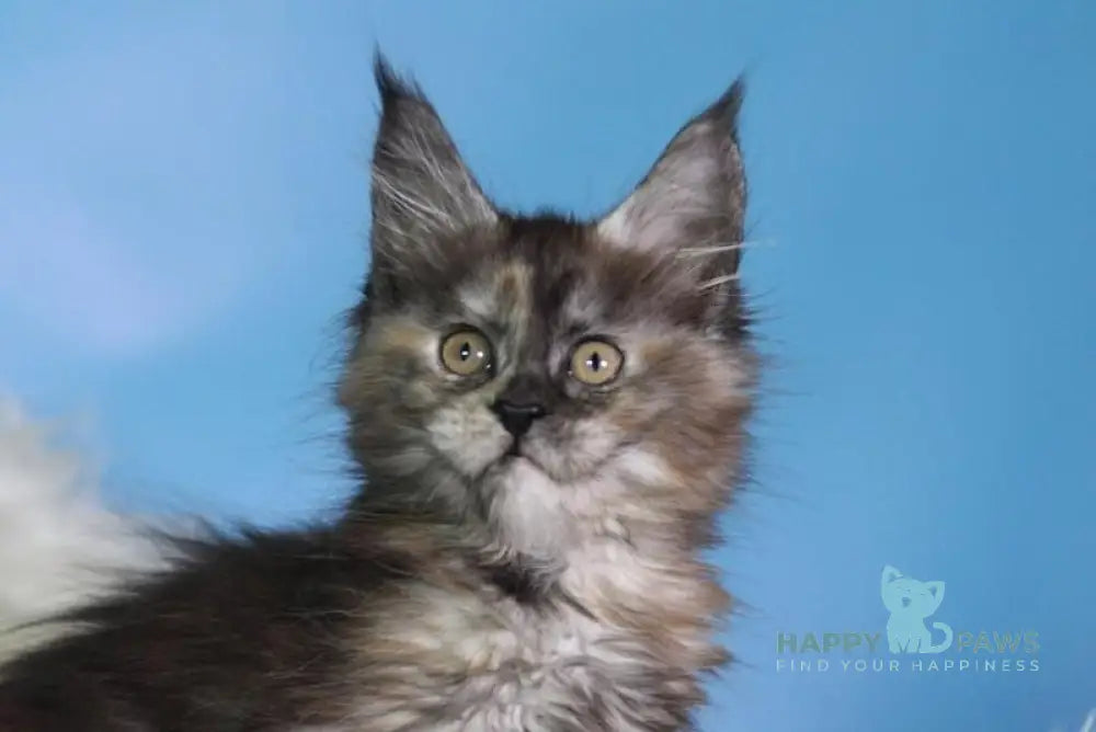 Dora Maine Coon female black tortie silver live animals