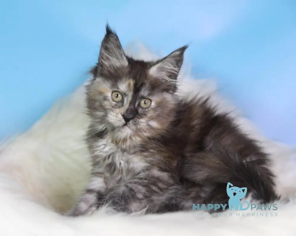 Dora Maine Coon female black tortie silver live animals