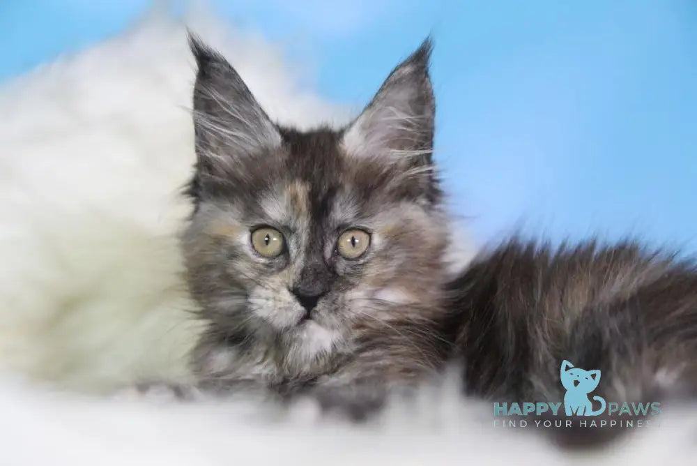 Dora Maine Coon female black tortie silver live animals