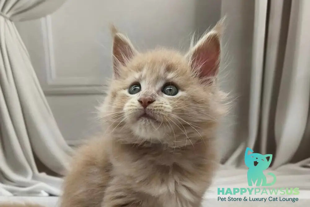 Dora Maine Coon female cream tabby live animals