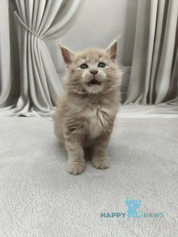 Dora Maine Coon female cream tabby live animals