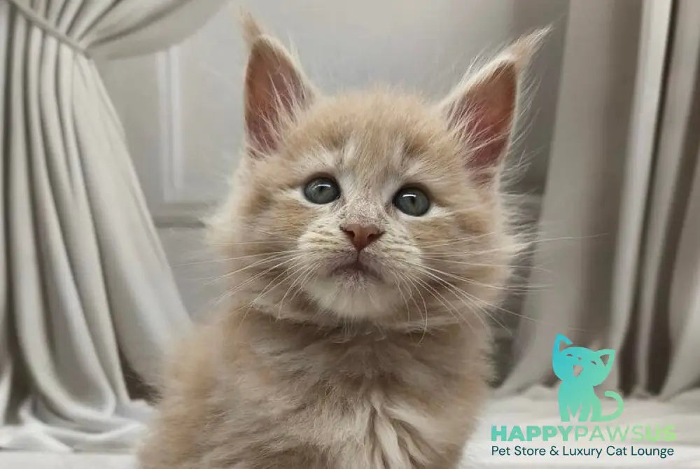 Dora Maine Coon female cream tabby live animals