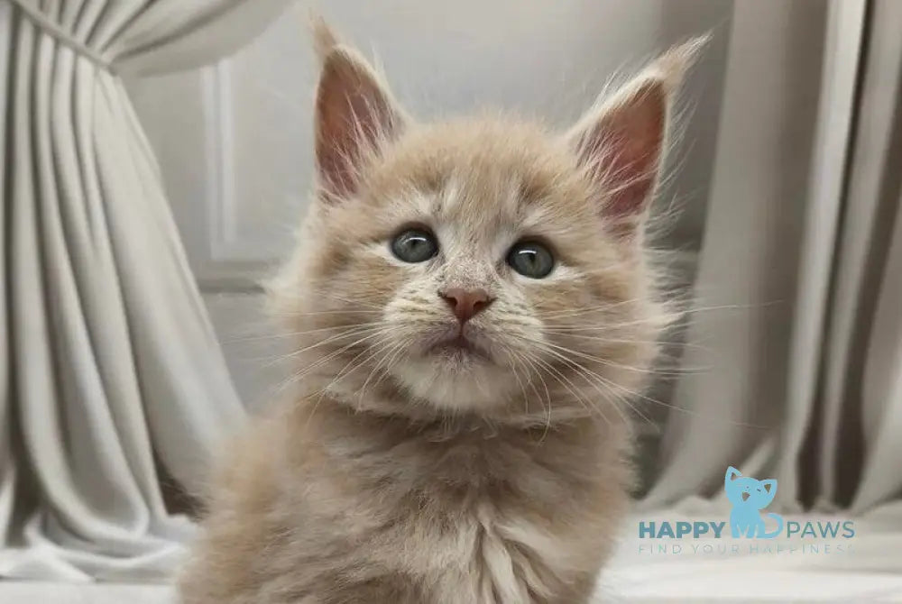 Dora Maine Coon female cream tabby live animals