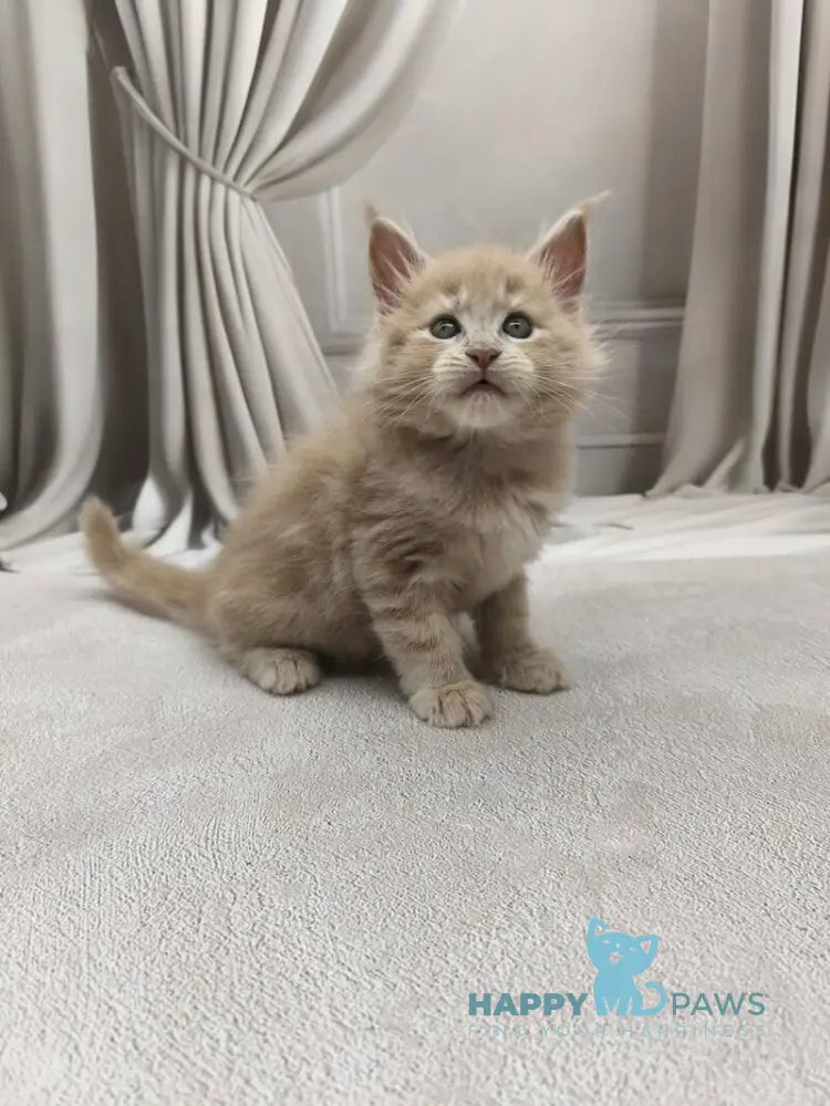 Dora Maine Coon female cream tabby live animals