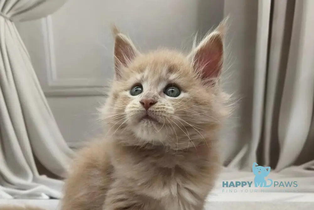 Dora Maine Coon female cream tabby live animals