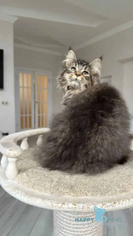 Dora Maine Coon polydactyl female black with white ticked tabby live animals