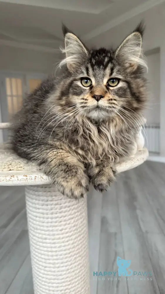 Dora Maine Coon polydactyl female black with white ticked tabby live animals