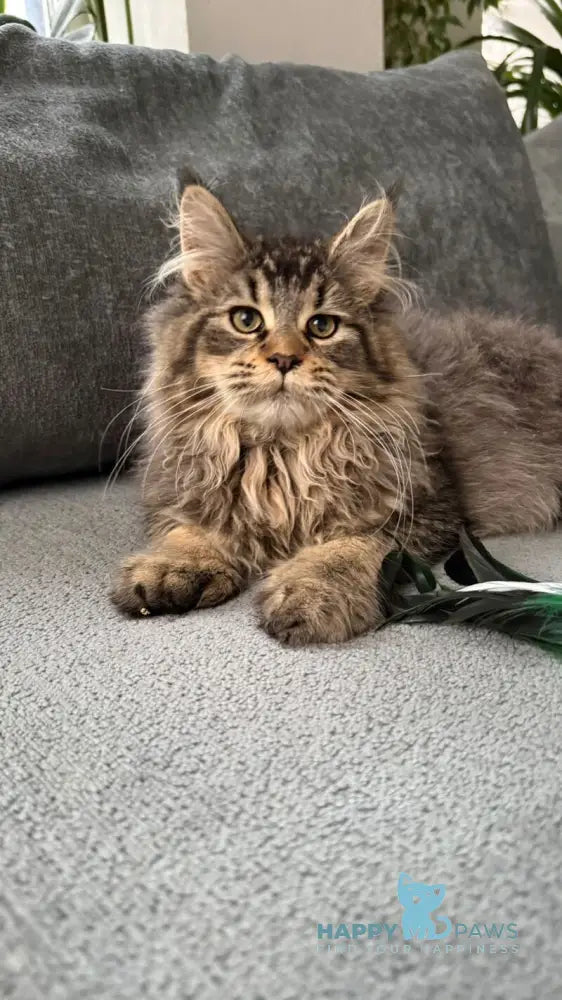 Dora Maine Coon polydactyl female black with white ticked tabby live animals