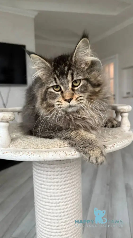 Dora Maine Coon polydactyl female black with white ticked tabby live animals